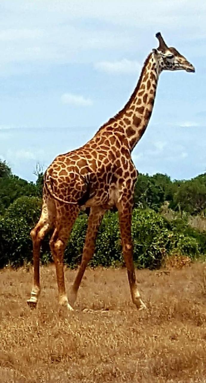 Bed and Breakfast Simba House Watamu Esterno foto